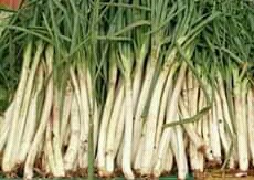 Cebolla larga