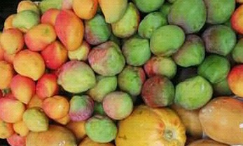 Mango común