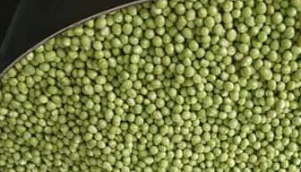 Arveja
