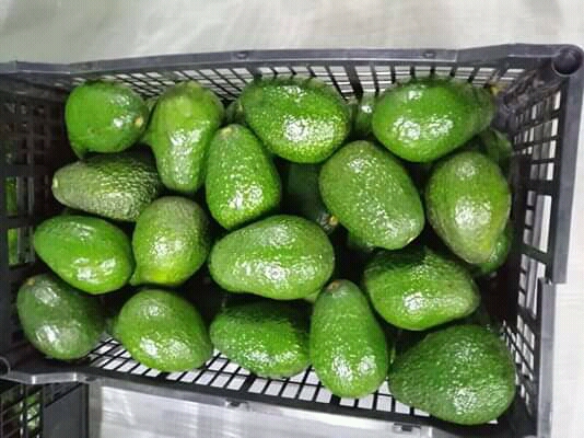 Aguacate hass