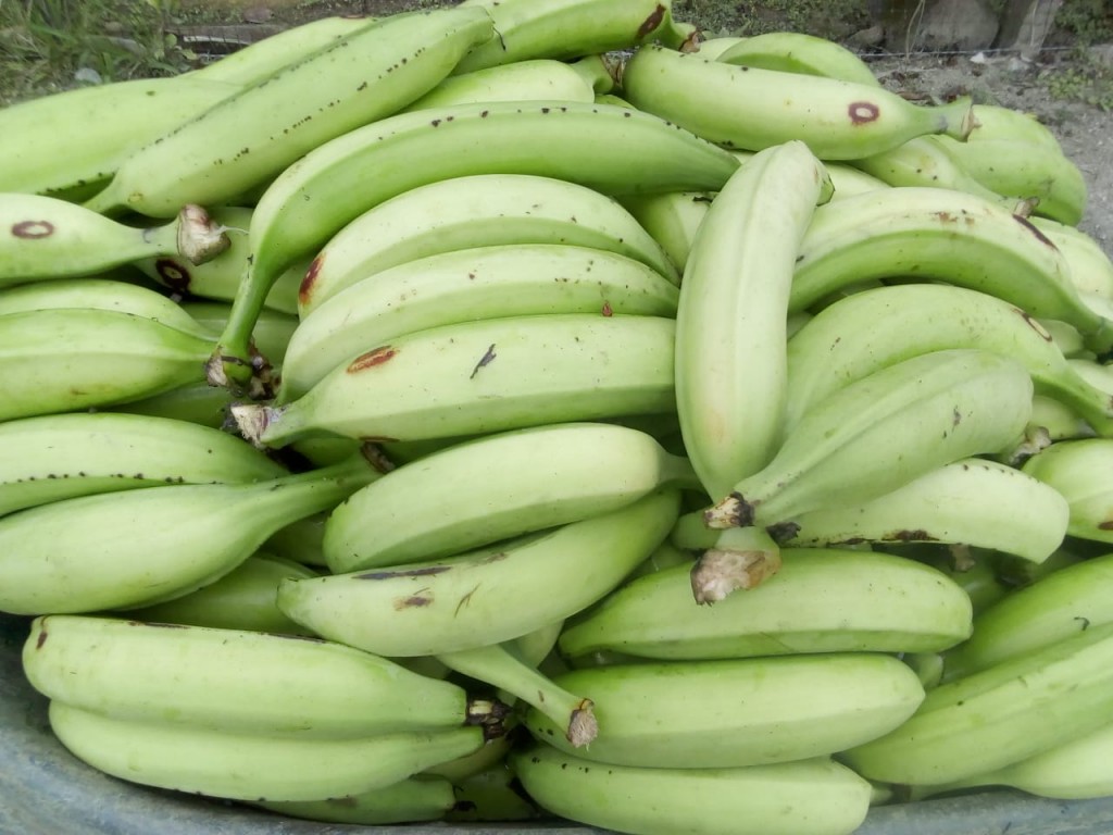 Platano Dominic harton/Urabá