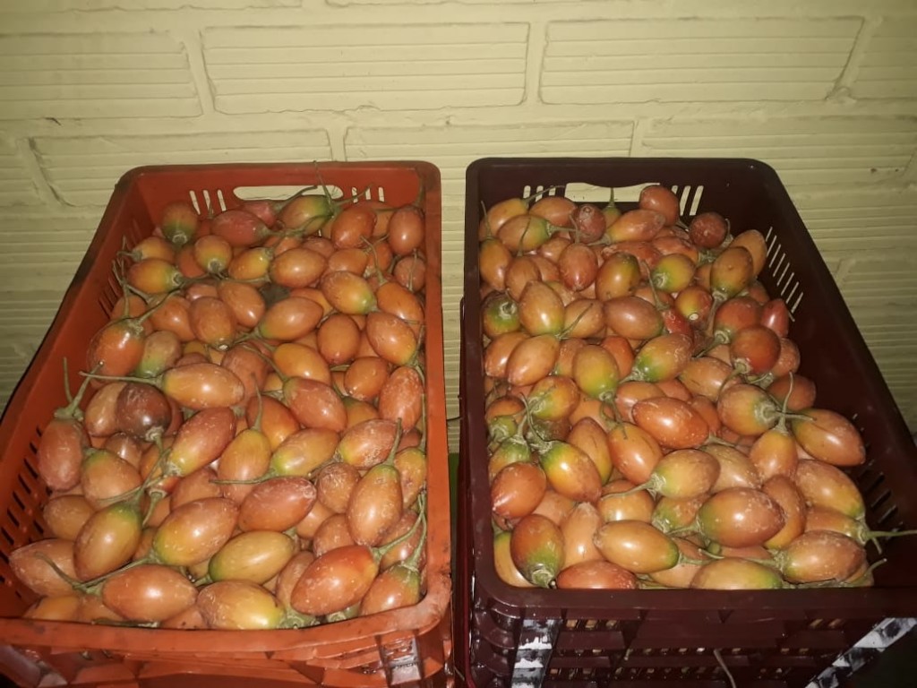Tomate de árbol