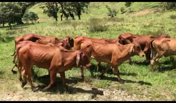 Hembras Brahman Rojo 275kg aprox