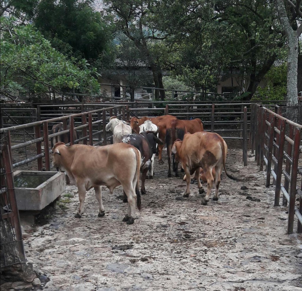 Lote de Novillos Gordo /430kg aprox