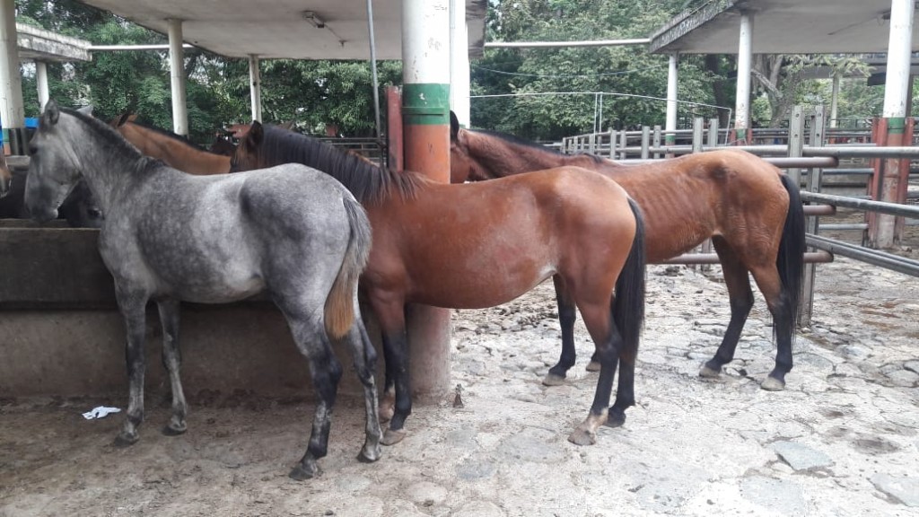 Caballos y Yeguas de Trabajo