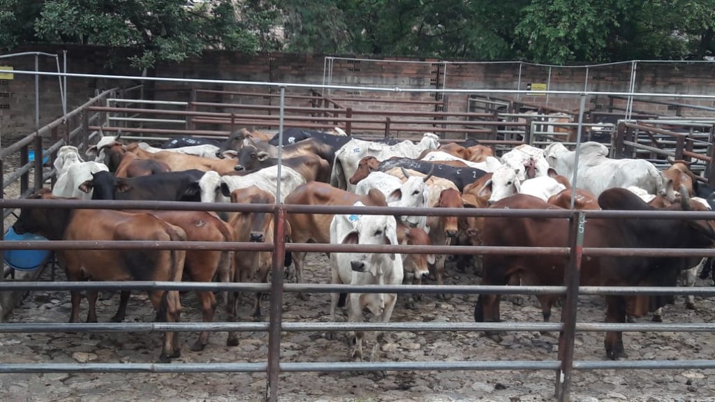 Novillos de ceba