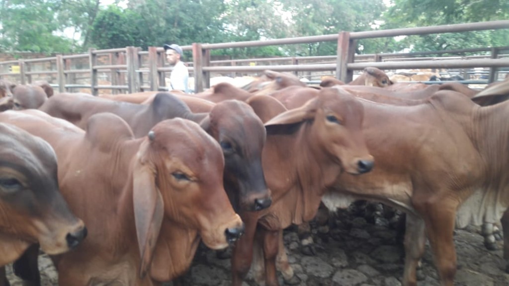Terneros Brahman Rojo