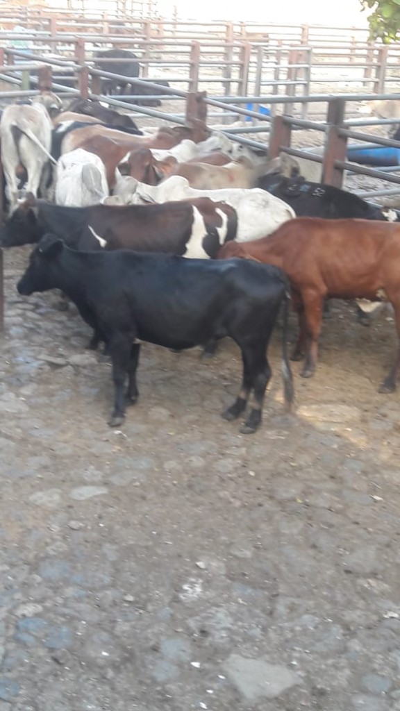 Novillos de ceba