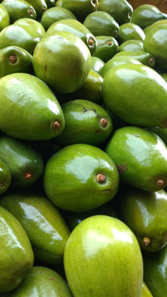 Aguacate papelillo