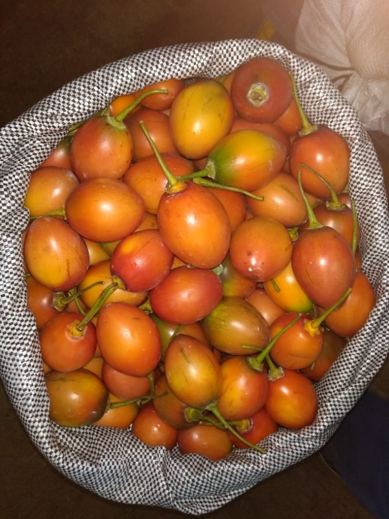 Tomate de arbol de 2da