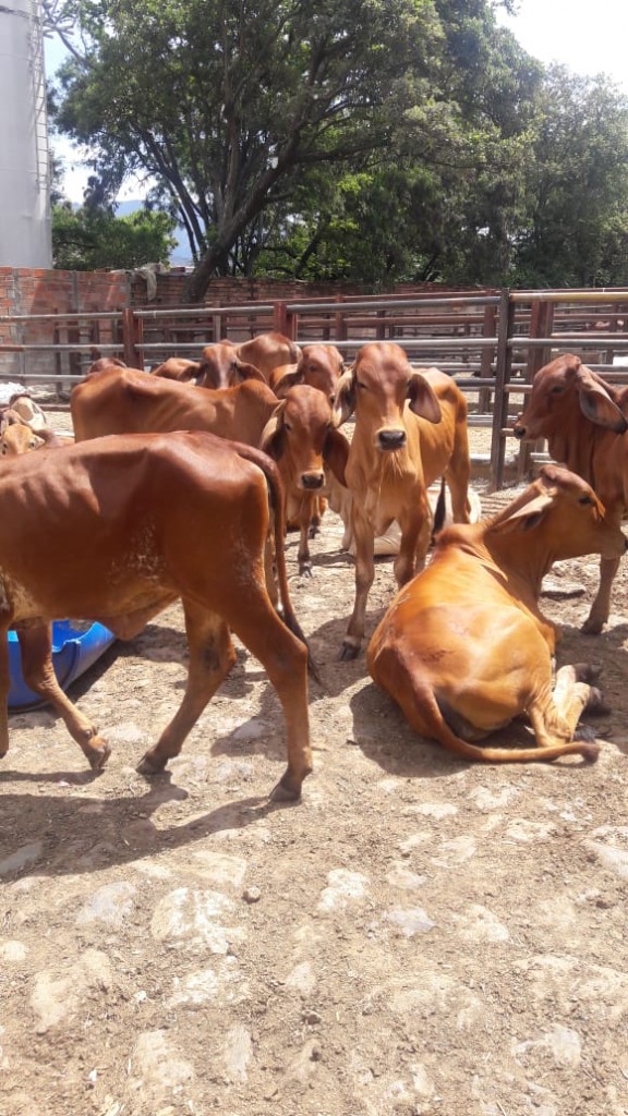 Terneras de levante Brahman Rojo