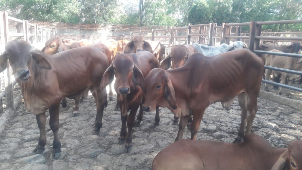 Terneros de Levante Brahman Rojo comercial