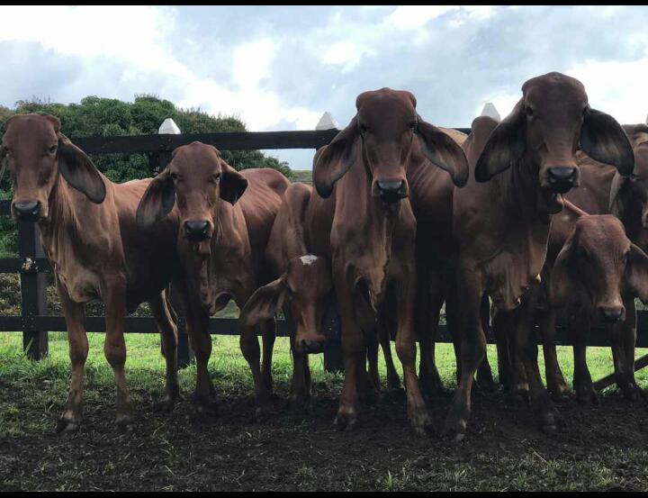 Terneras Brahman Rojo