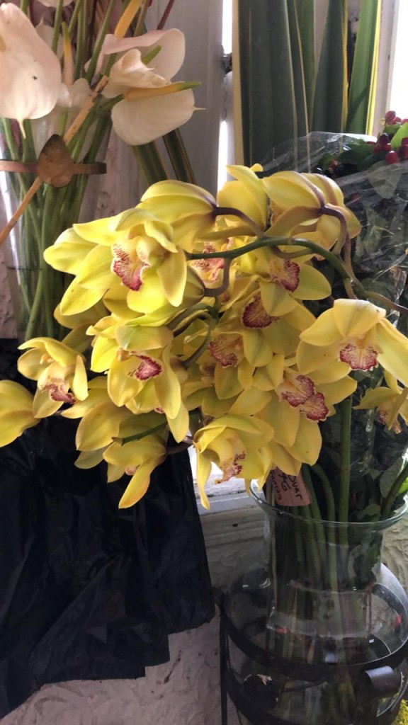 Orquídeas