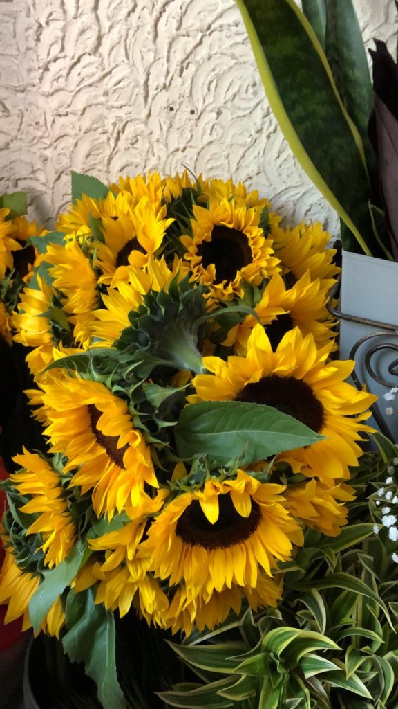 Girasoles