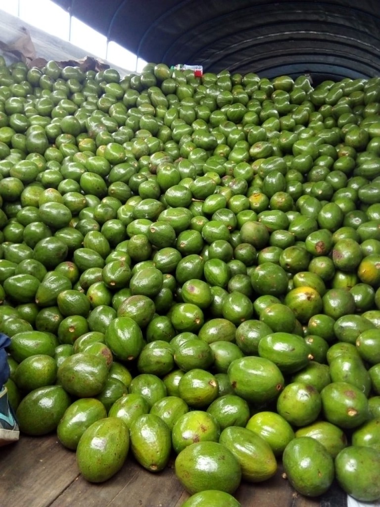 Aguacate choquette