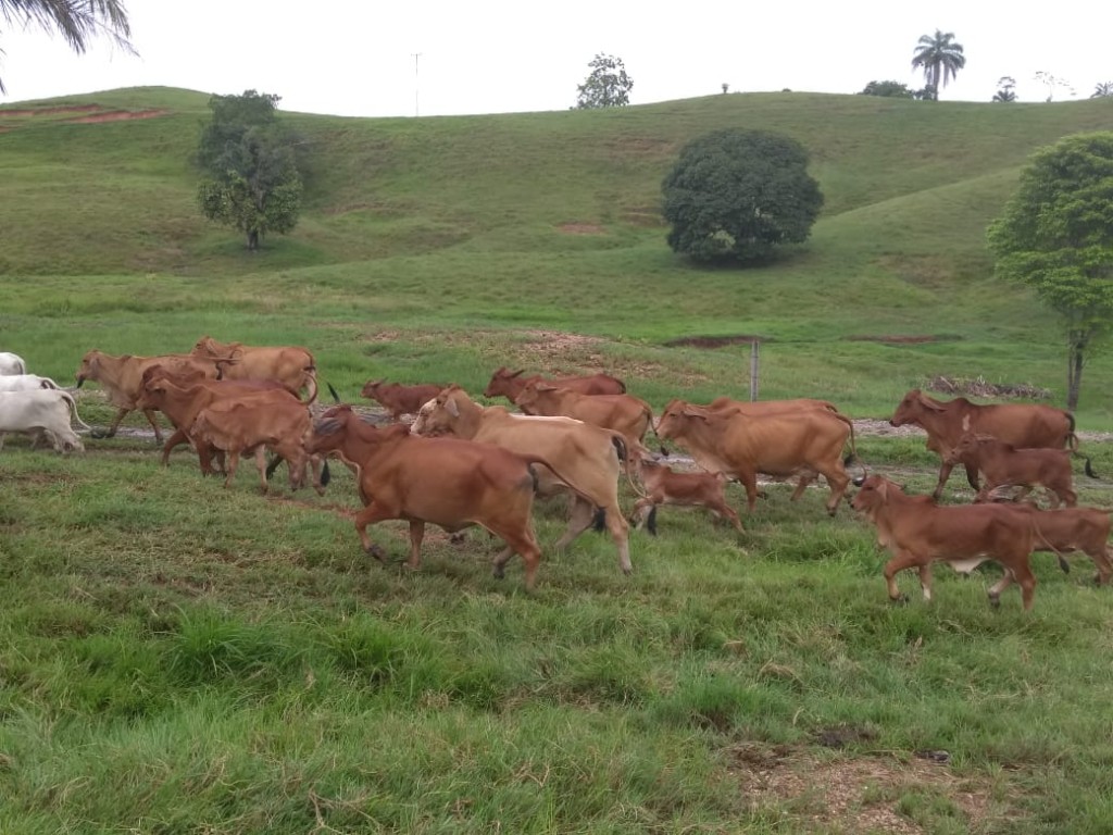Vacas paridas brahman Rojo