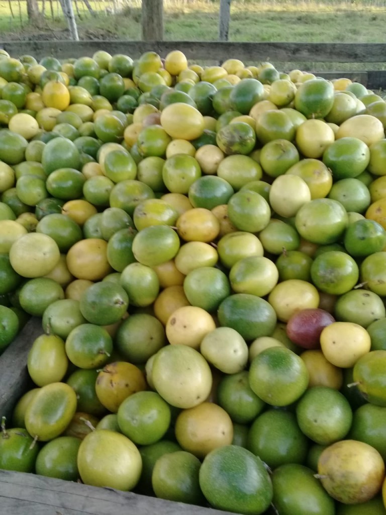 Maracuya de primera