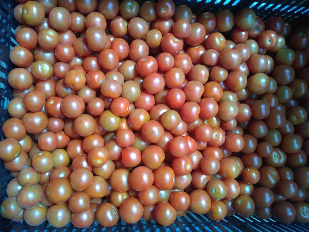 Tomate cherry