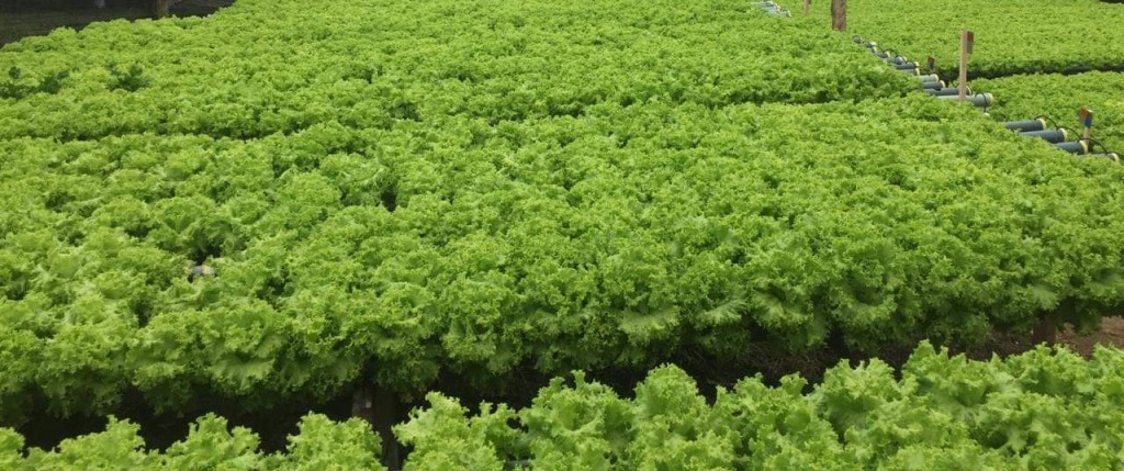 Lechuga crespa hidroponica y en tierra