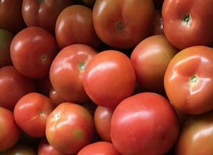 Tomate chonto parejo