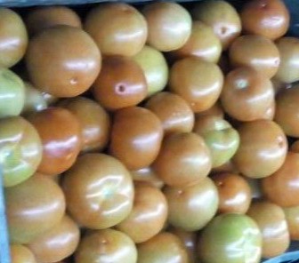 Tomate chongo de primera