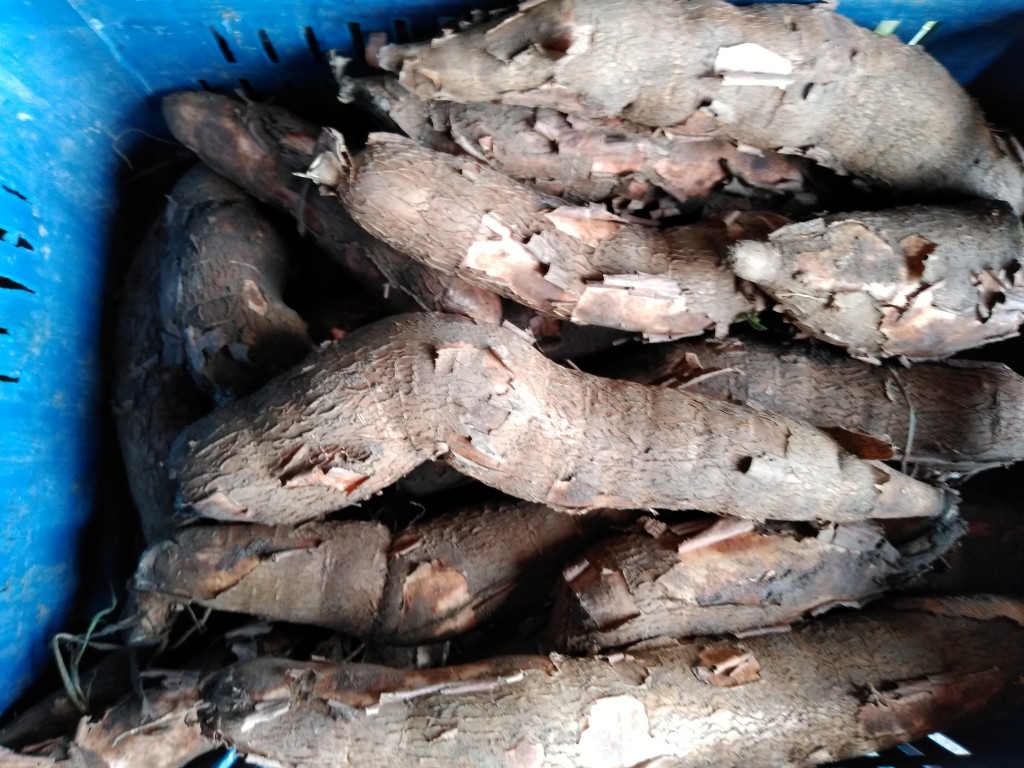 Yuca