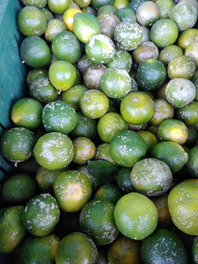 Limón Mandarino