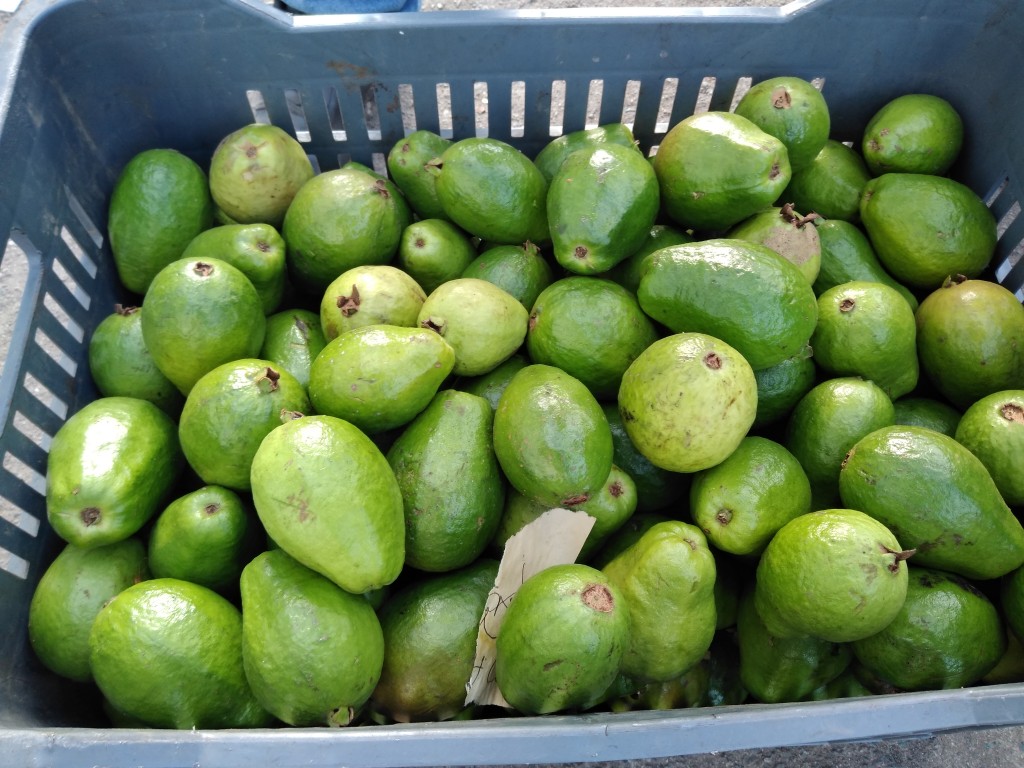 Guayaba pera