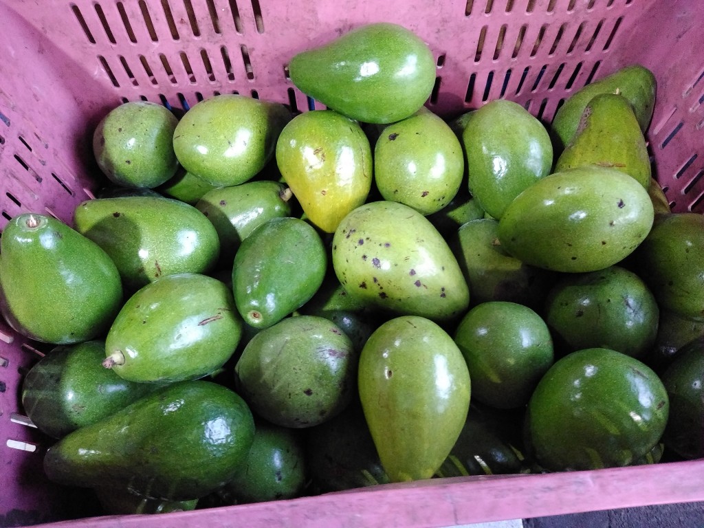 Aguacate papelillo