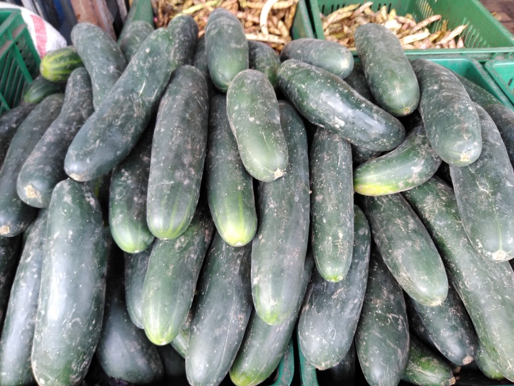 Pepino cohombro