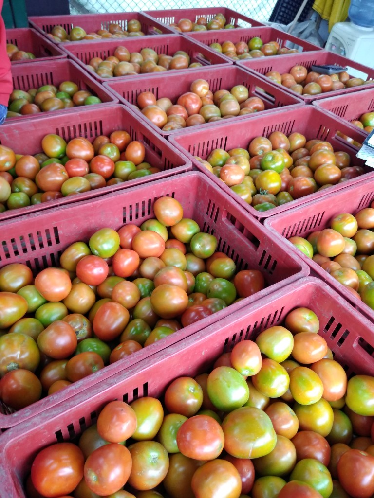 Tomate chonto
