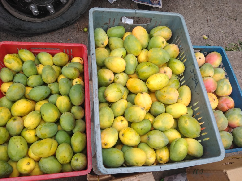 Mango de azúcar