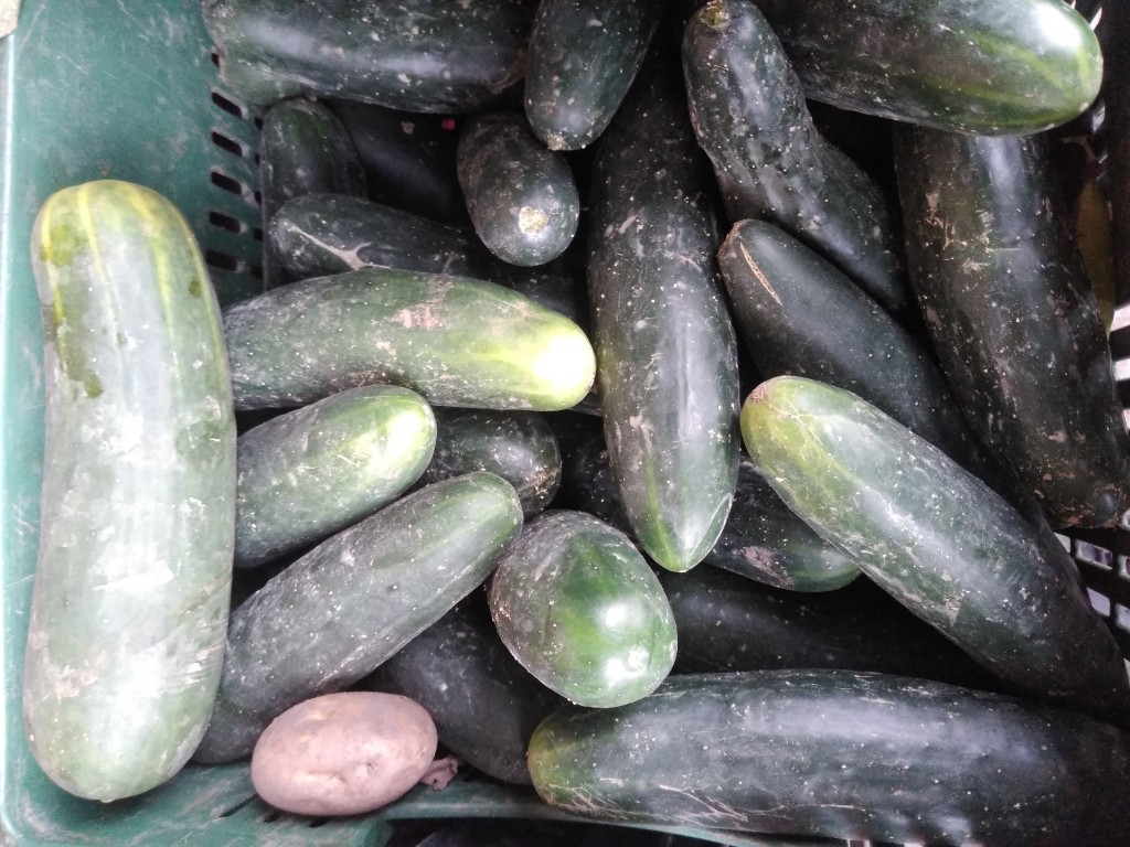 Pepino cohombro