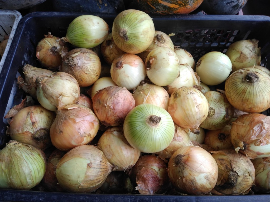 Cebolla huevo