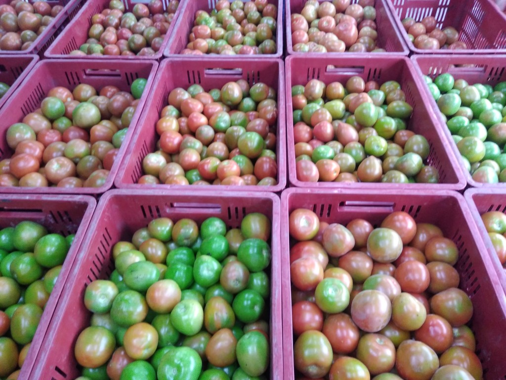 Tomate chonto