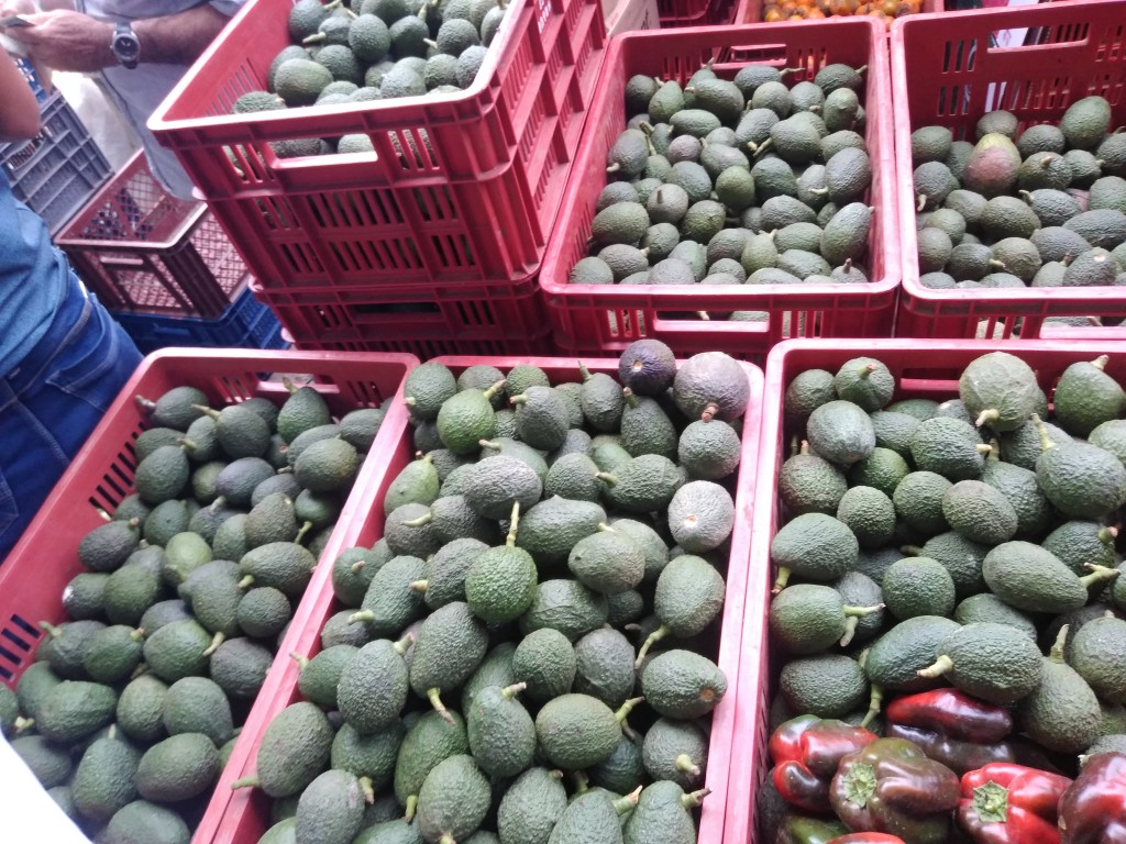 Aguacate Hass parejo