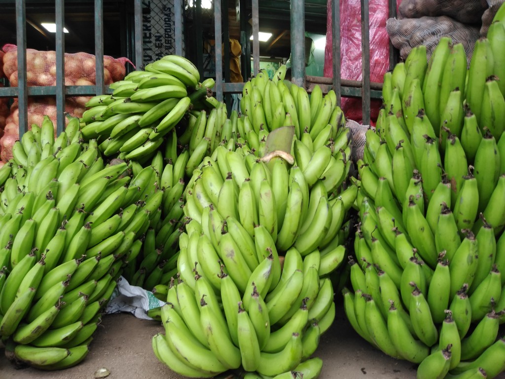 Banano criollo
