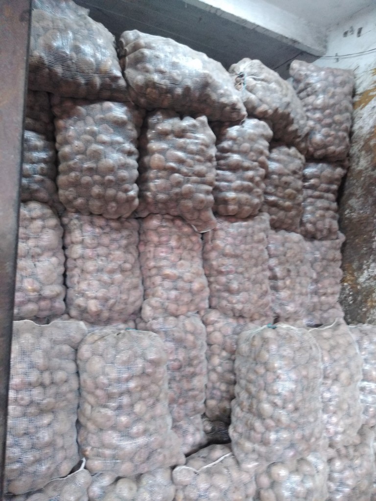 Papa única blanca