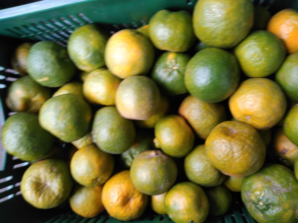 Mandarina oneco