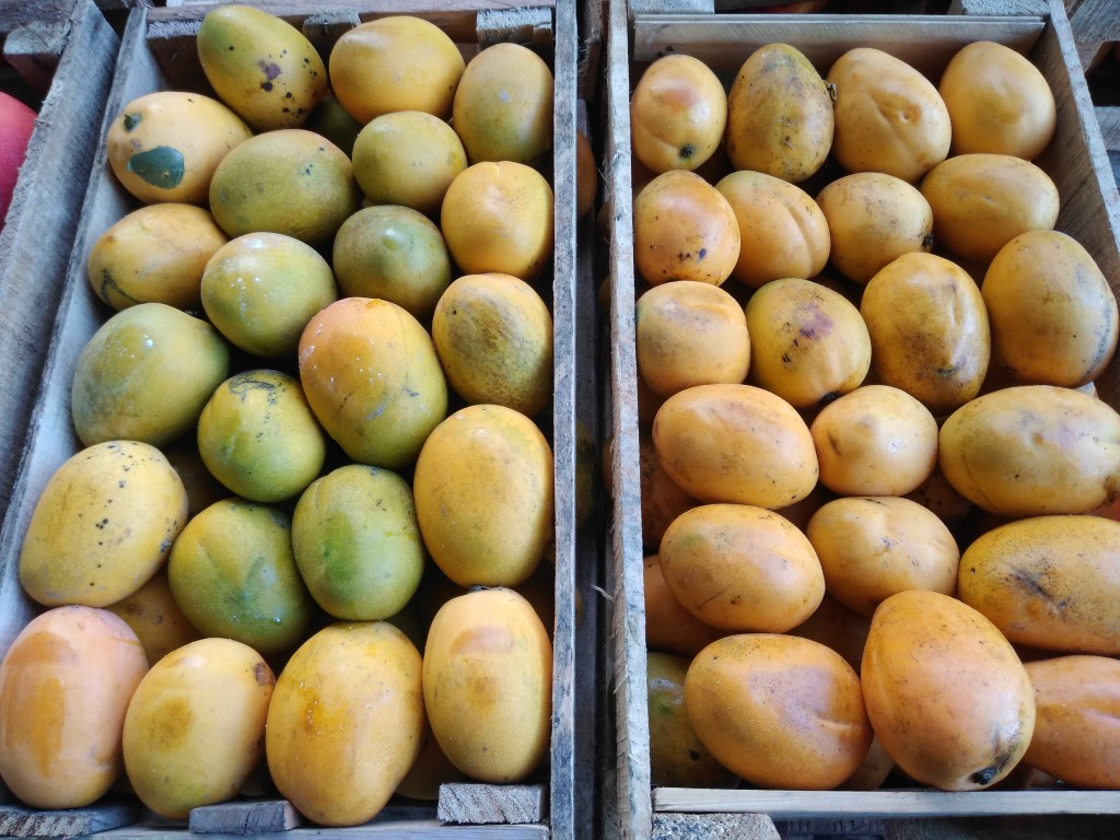 Mango manzano