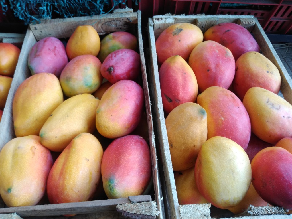 Mango yulima
