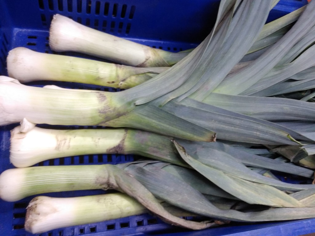 Cebolla puerro