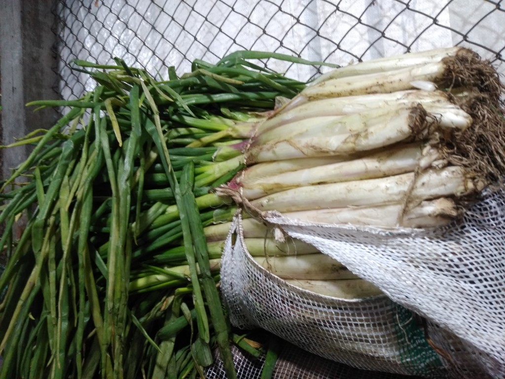 Cebolla larga bogotana