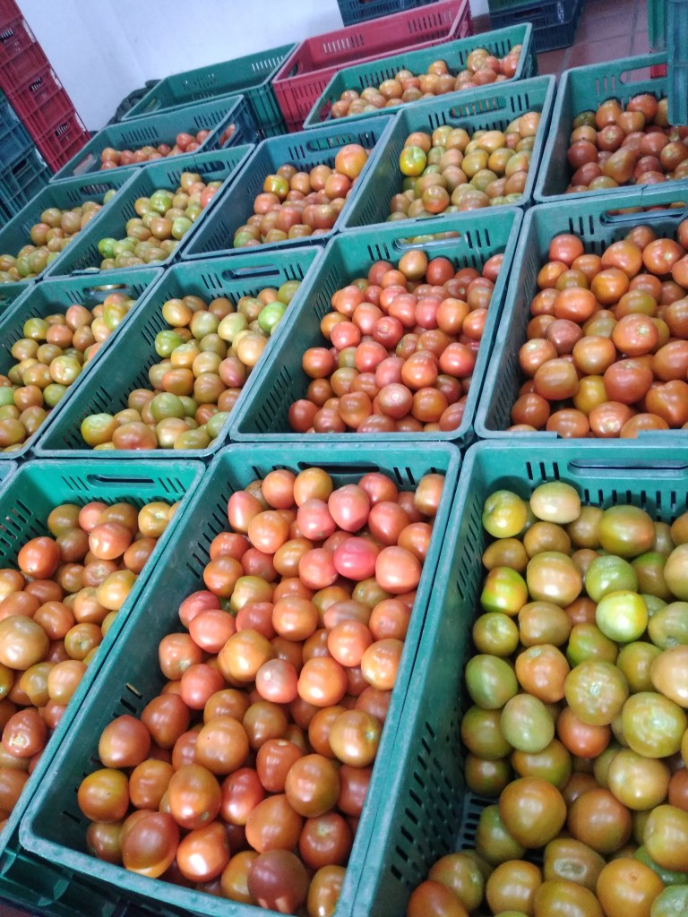 Tomate chonto