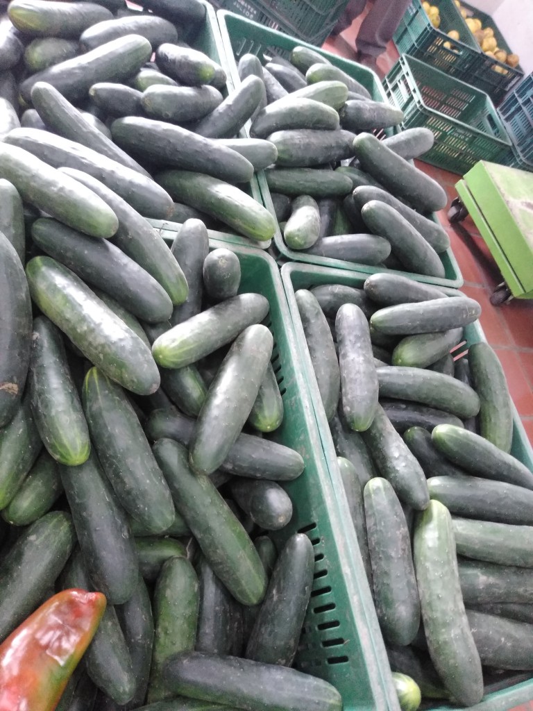 Pepino cohombro