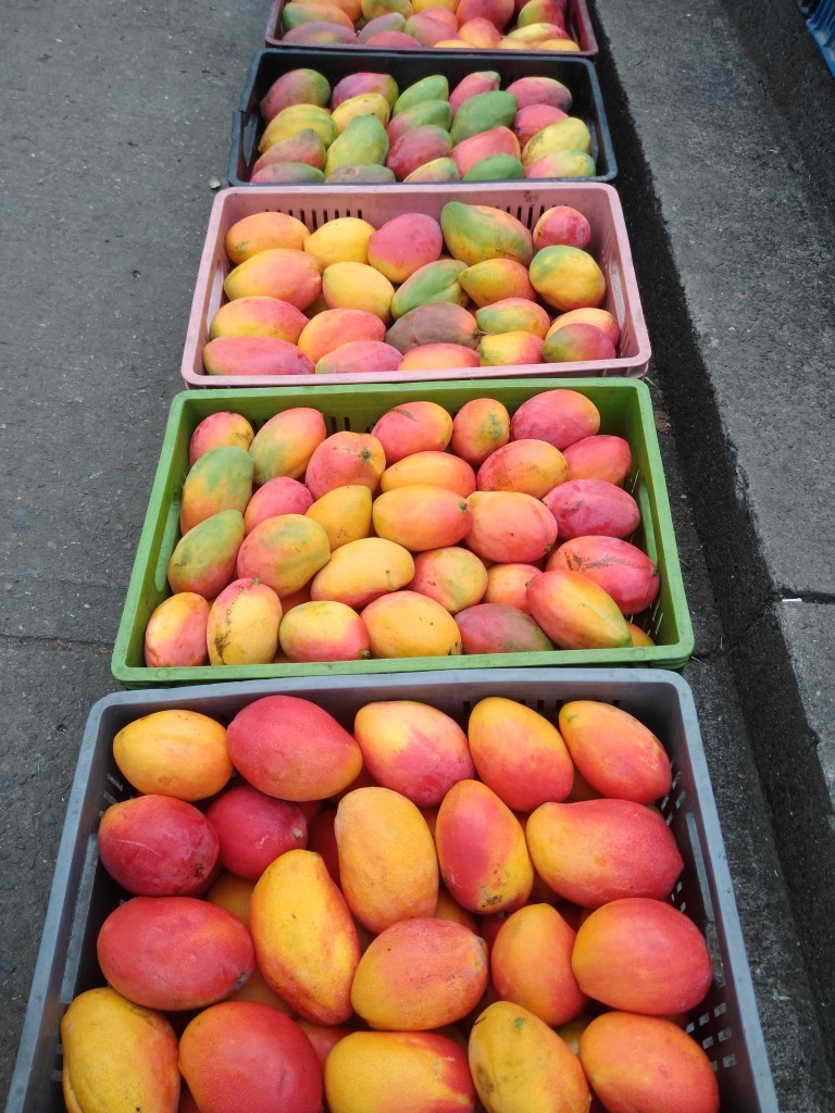 Mango yulima