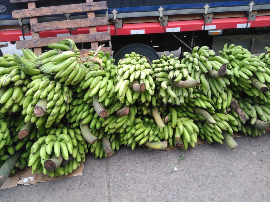 Banano criollo