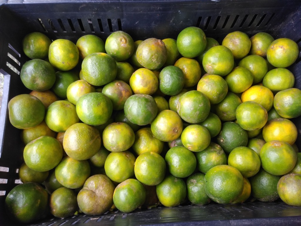 Mandarina oneco pareja