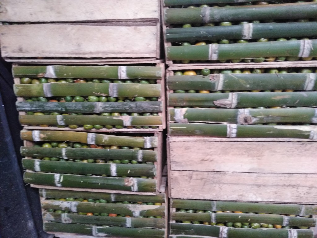Ciruela verde
